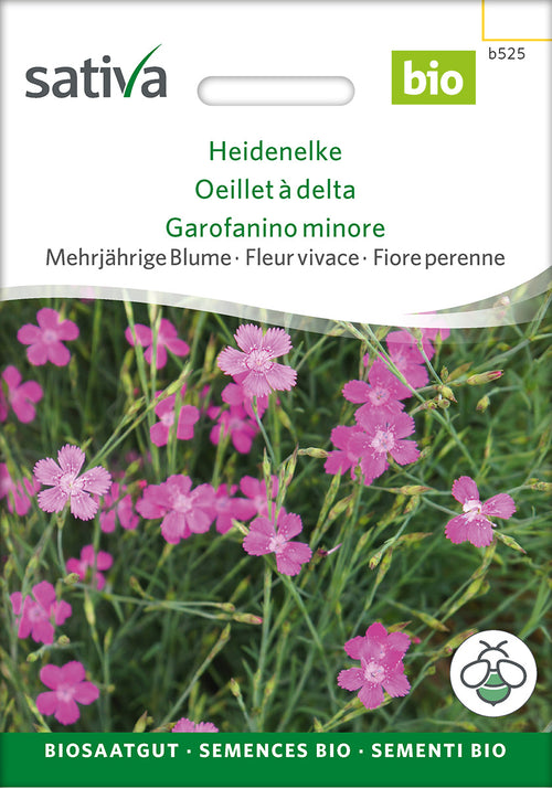 Sativa Heidenelke