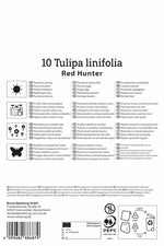 Wildtulpe Tulipa batalinii Red Hunter