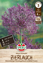 Zierlauch Allium christophii