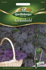 Quedlinburger Grünkohl Scarlet