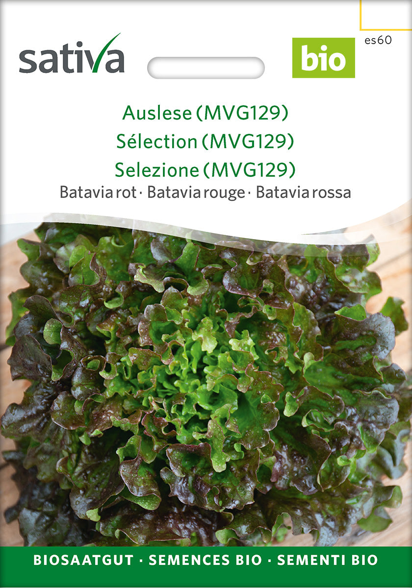 Sativa Bataviasalat rot Auslese (MVG129)