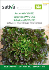 Sativa Bataviasalat rot Auslese (MVG129)
