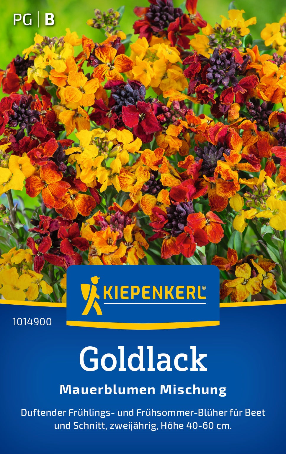 Kiepenkerl Goldlack Mauerblumen Mischung