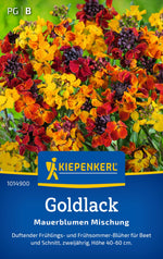 Kiepenkerl Goldlack Mauerblumen Mischung