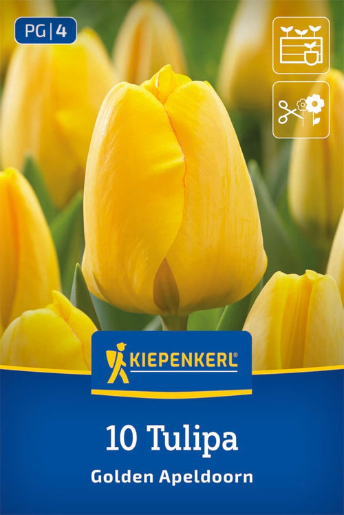 Darwin-Hybrid-Tulpe Golden Apeldoorn