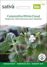 Sativa Bergminze Calamintha White Cloud