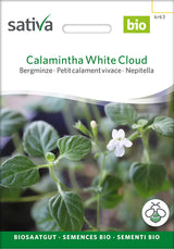 Sativa Bergminze Calamintha White Cloud