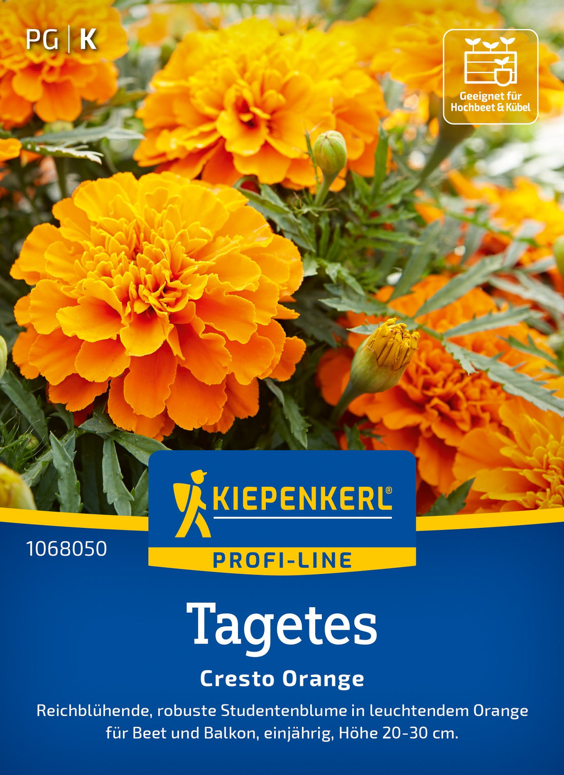 Kiepenkerl Studentenblumen Cresto Orange