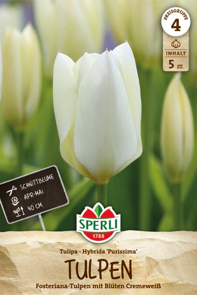 Fosteriana-Tulpe Purissima