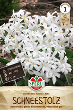 Schneeglanz Alba
