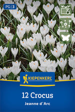 Großblumiger Krokus Jeanne d`Arc