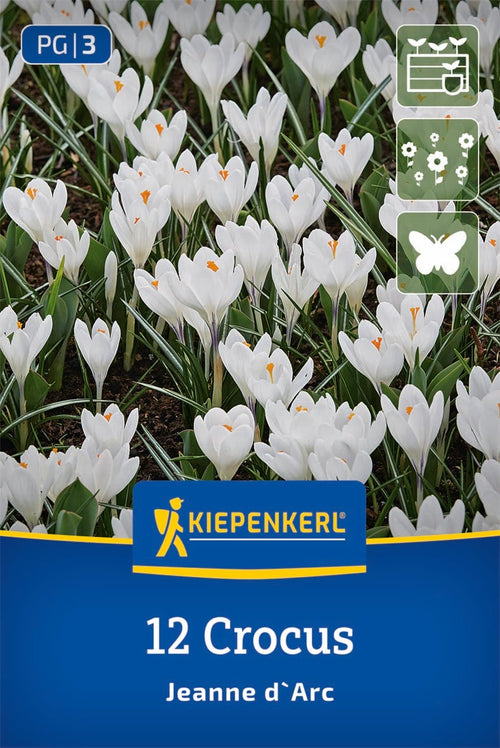 Großblumiger Krokus Jeanne d`Arc