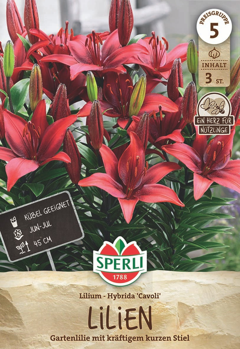SPERLI Lilie Cavoli