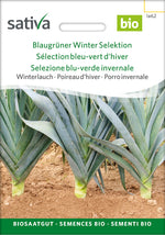 Sativa Winterlauch Blaugrüner Winter Selektion