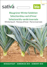 Sativa Winterlauch Blaugrüner Winter Selektion