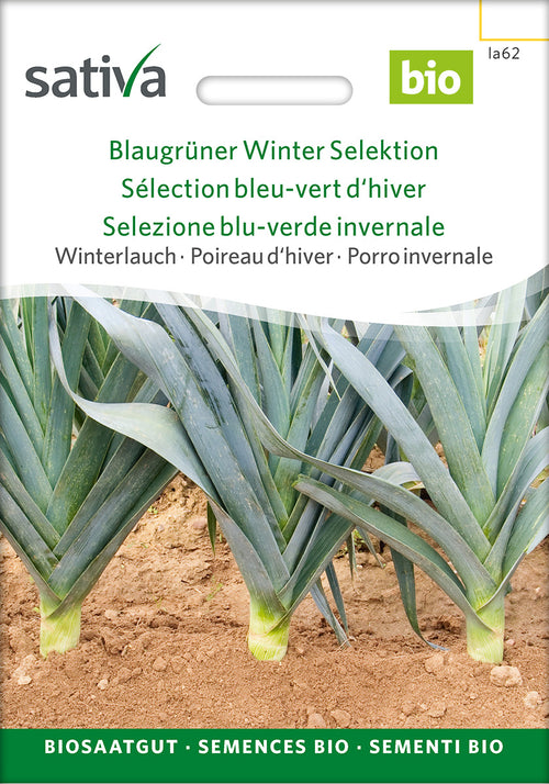 Sativa Winterlauch Blaugrüner Winter Selektion