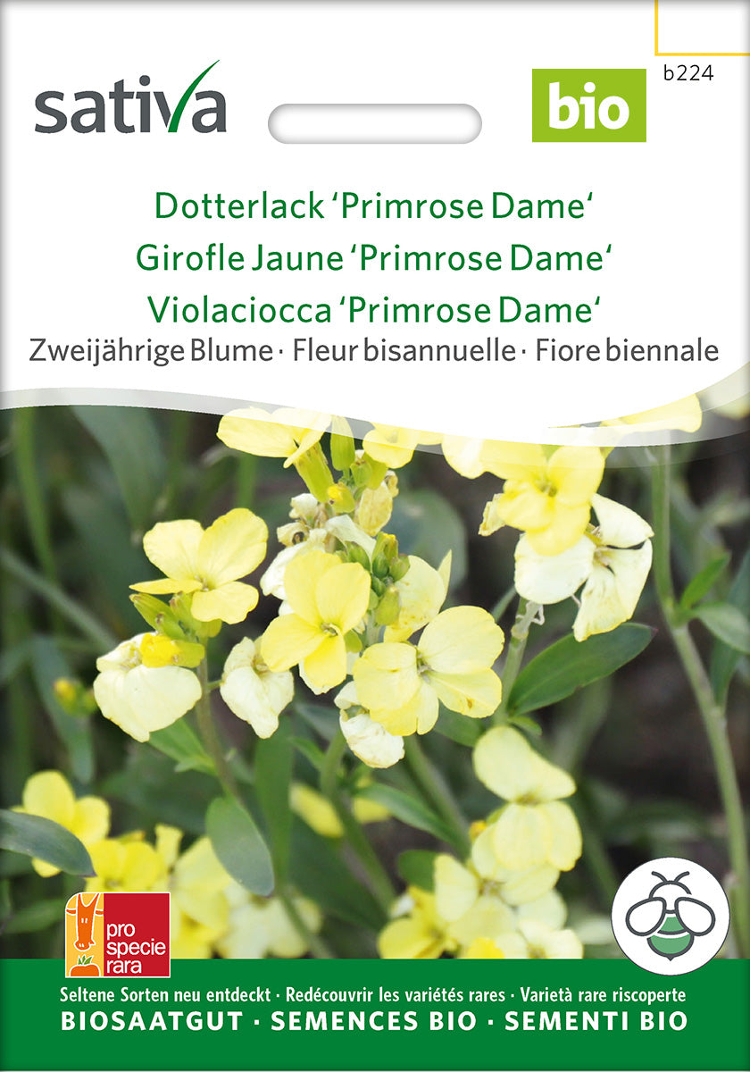 Sativa Dotterlack Primrose Dame