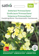 Sativa Dotterlack Primrose Dame