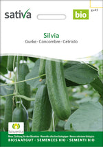 Sativa Gurke Silvia