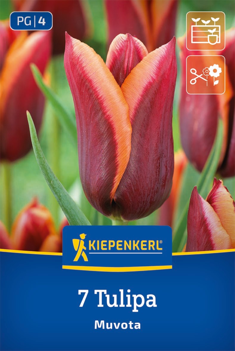 Triumph-Tulpe Muvota