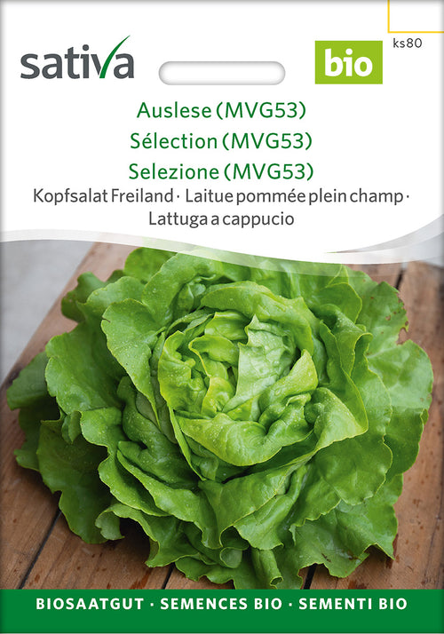 Sativa BIO Kopfsalat Freiland Auslese (MVG53)