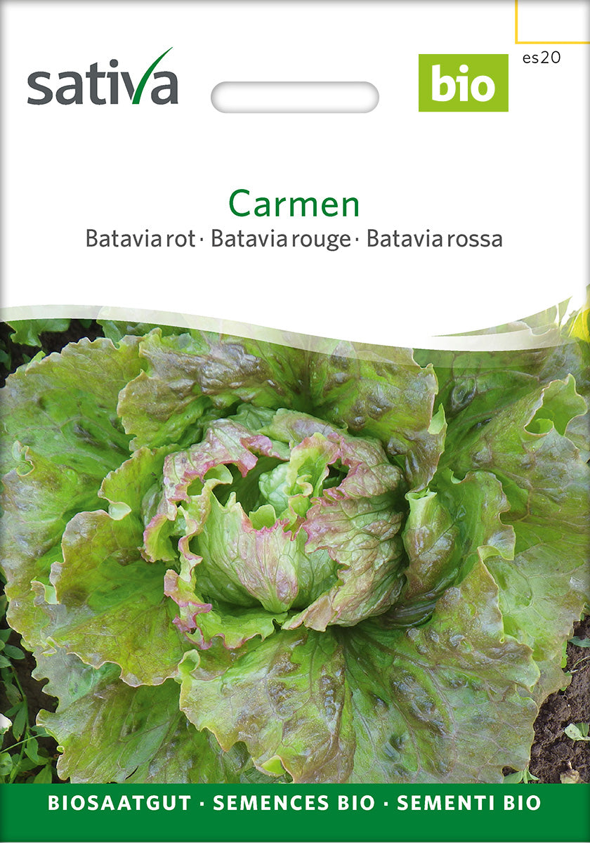 Sativa Bataviasalat rot Carmen