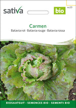 Sativa Bataviasalat rot Carmen