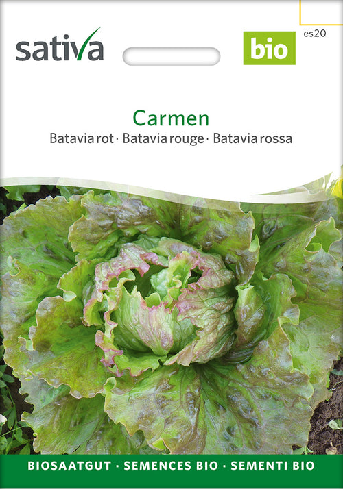 Sativa Bataviasalat rot Carmen