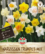 Maxi Trompeten-Narzissen Mischung
