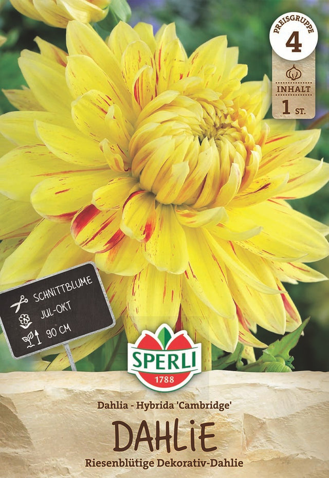 SPERLI Dahlie Dahlie Cambridge