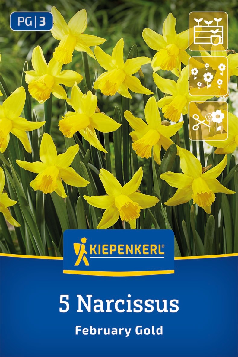 Alpenveilchen-Narzisse February Gold