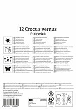 Großblumiger Krokus Pickwick