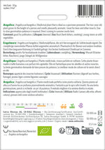 Sativa Angelica archangelica Engelwurz