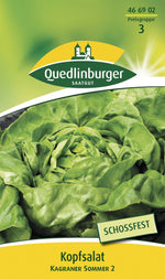 Quedlinburger Kopfsalat Kagraner Sommer 2