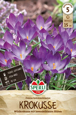 Wildkrokus Elfenkrokus