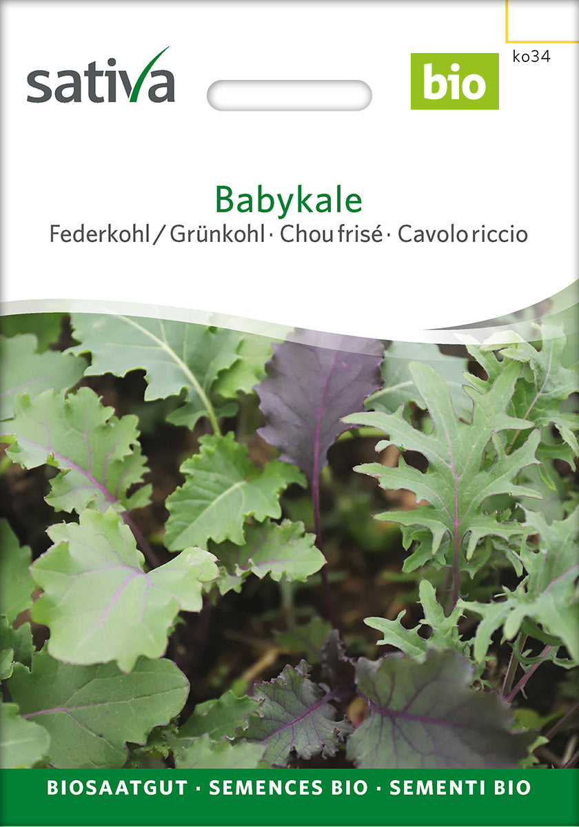 Sativa Federkohl / Grünkohl Babykale