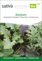 Sativa Federkohl / Grünkohl Babykale