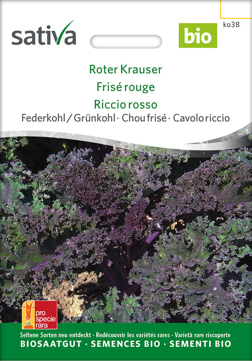 Sativa Federkohl / Grünkohl Roter Krauser