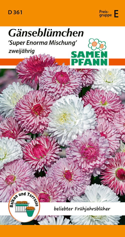 Samen Pfann Super Enorma Mischung Gänseblümchen