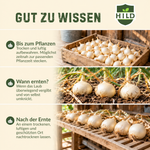 HILD Wintersteckzwiebel Snowball 500 Gramm