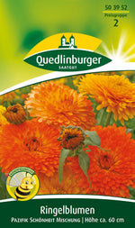 Quedlinburger Ringelblume Pazifik Schönheit Mischung