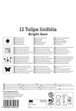 Wildtulpe Tulipa batalinii Bright Gem