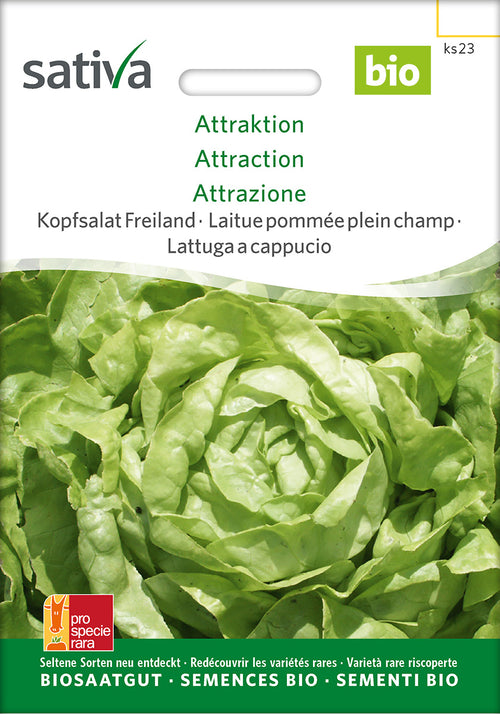 Sativa BIO Kopfsalat Freiland Attraktion