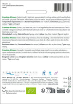 Sativa Radies Candela di Fuoco