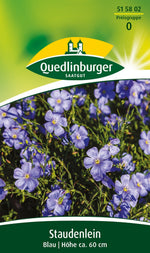 Quedlinburger Lein Staudenlein blau