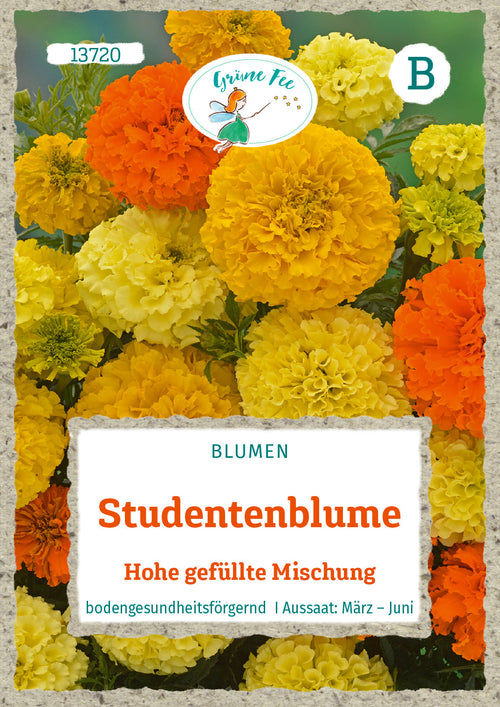 Grüne Fee Studentenblumen Hohe gefüllte Mischung