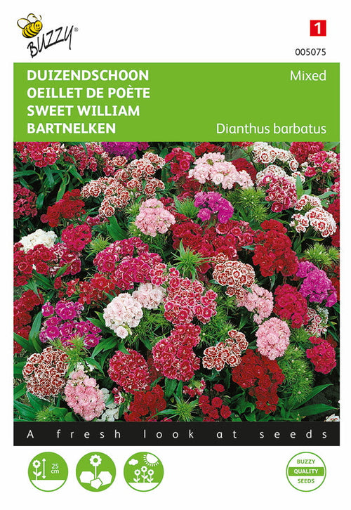 Buzzy Seeds Bartnelke niedrige gefüllte Mischung