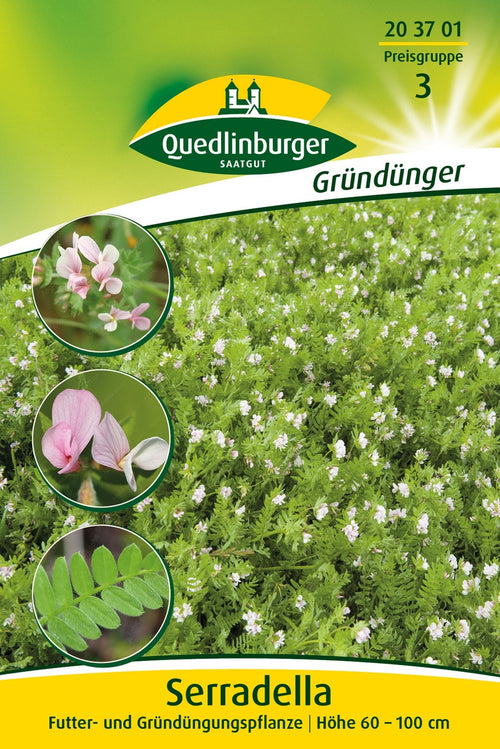 Quedlinburger Gründüngung Serradella