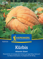Kiepenkerl Kürbis Atlantic Giant