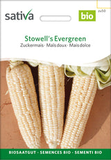 Sativa Zuckermais Stowell's Evergreen